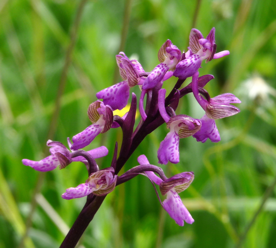 Anacamptis morio